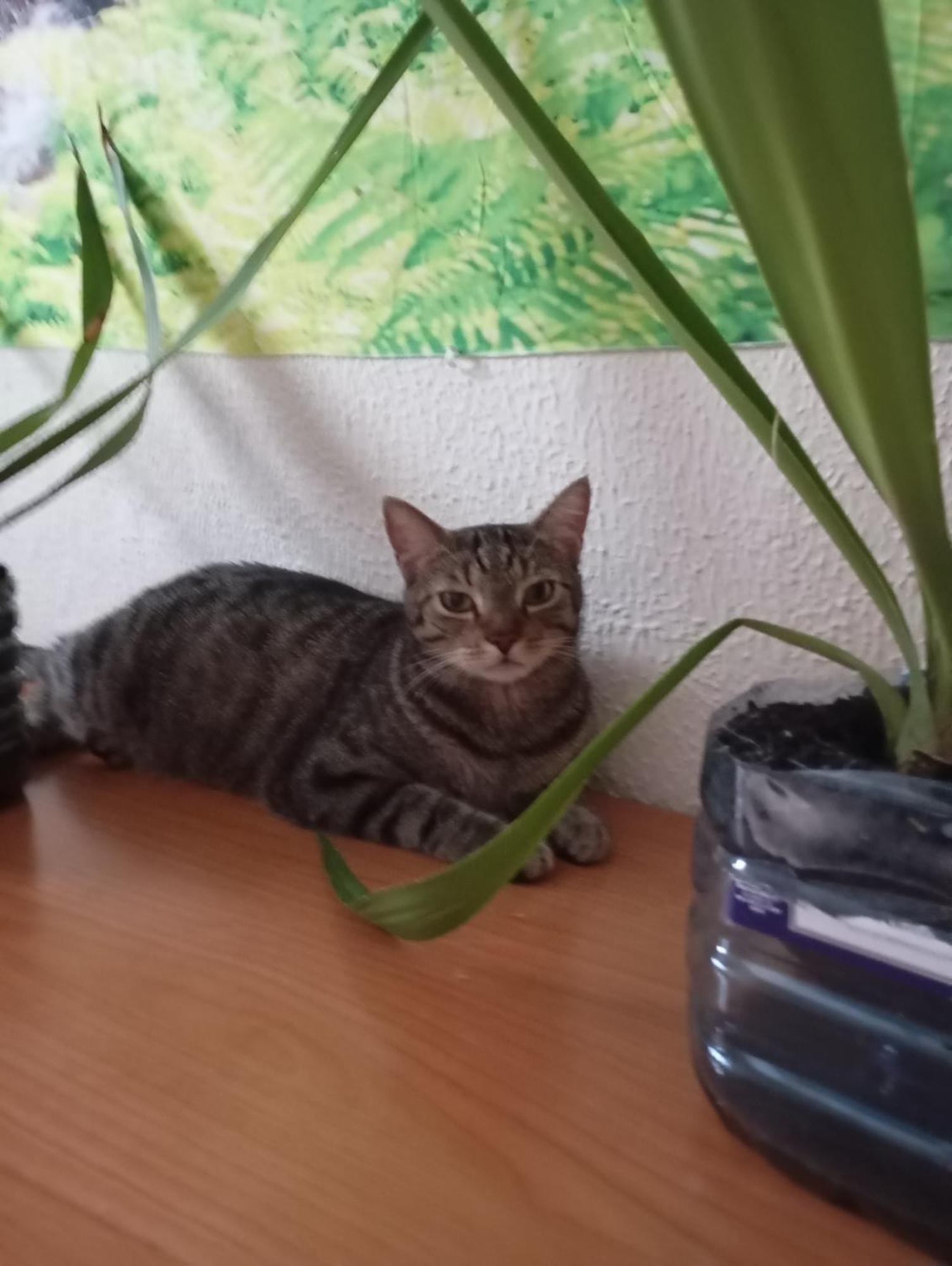 Grosses Modernes Zimmer "Silber" Fuer 2 Personen Und Katzenliebhaber Valensiya Dış mekan fotoğraf